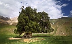 درخت ارس، با طاقتی باور نکردنی