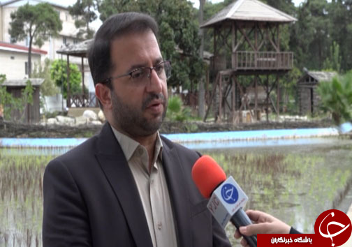 برنج&zwnj;های رنگی که اشتها را دو چندان می&zwnj;کنند + تصاویر و فیلم
