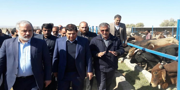 آغاز عملیات اجرایی طرح پرواربندی ٢٤٠هزار رأسی دام سنگین در گوهرکوه