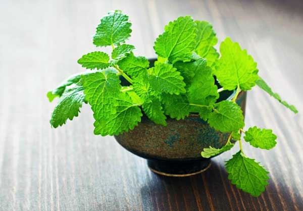 برترین خواص گیاه بادرنجبویه