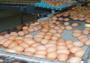 عرضه تخم مرغ درجه سه به عنوان تخم مرغ محلی