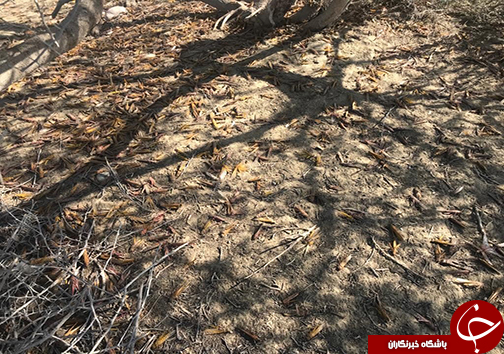 موج جدید ریزش ملخ صحرایی به استان سیستان وبلوچستان/مبارزه باملخ صحرایی در سطح ۱۲۷هکتار از مراتع+ تصاویر