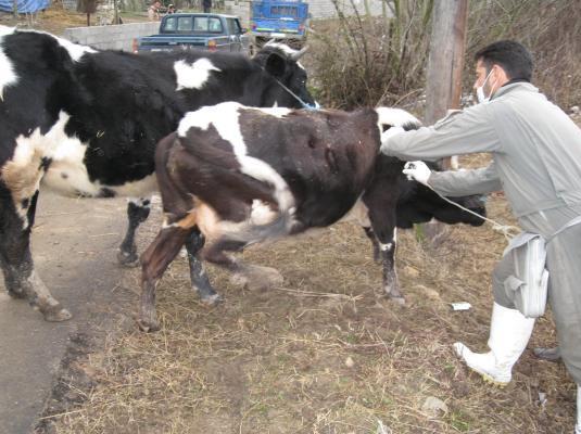 پلاک گذاری بیش از ۶ هزار دام در گیلان