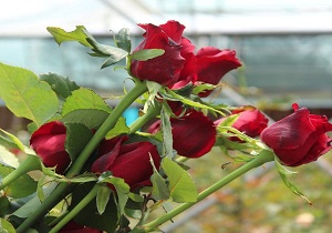 خودنمایی خوزستان در جمع مناطق اصلی پرورش گل و گیاه