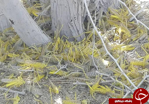 دستگیری چند تن از سردسته های اغتشاشات در کشور/ حمله ملخ های صحرایی به سیستان وبلوچستان/ کاهش قیمت زعفران کشاورزان را نقره داغ کرد