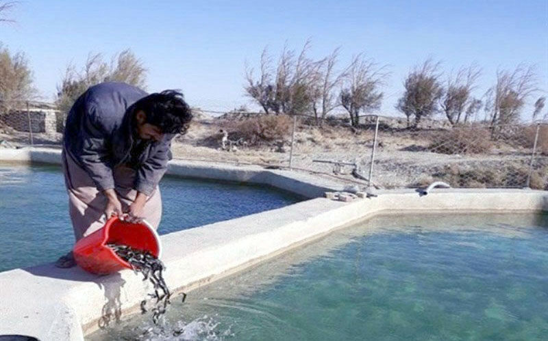 بیش&zwnj;از ۱۳۰ هزار بچه ماهی سردآبی در سیستان و بلوچستان توزیع شد