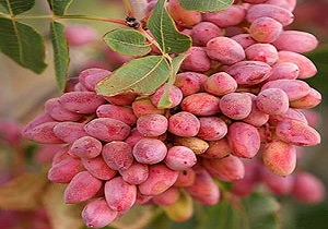 بیش از ۶۰ هزار تن پسته در استان سمنان برداشت شد