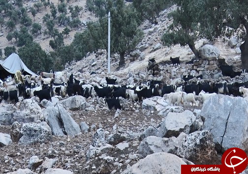 مناطق قشلاقی خوزستان پذیرای عشایر کوچرو/ارائه خدمات بی مرز تا آخرین لحظات