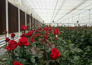 تولید گل شاخه بریده به ۱۰ میلیون شاخه در سال افزایش می‌یابد