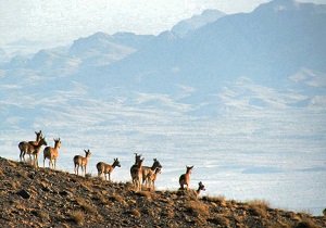 کار سرشماری حیات وحش در استان خوزستان آغاز گردید