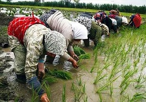 پیگیری طرح «همگام با کشاورز» در ۶۰۰ روستا