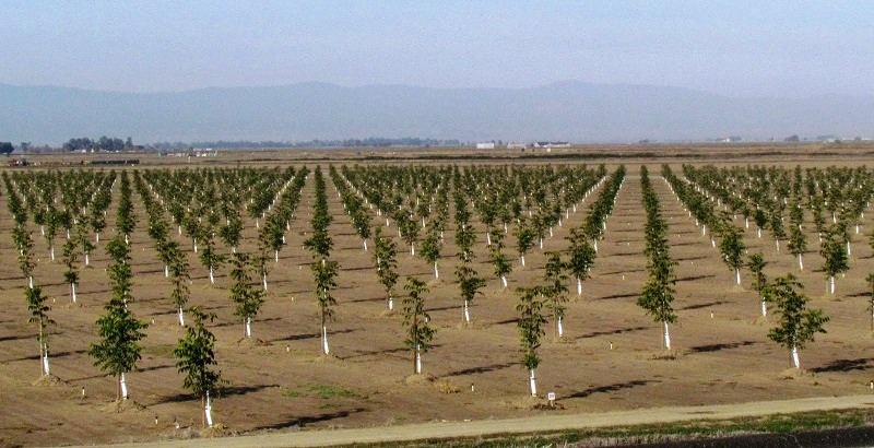 ۱۴ آذر، برگزاری طرح نهضت سبز در البرز همزمان با سراسر کشور