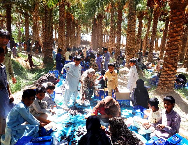 اروپا؛ مشتری خرمای ارگانیک سیستان وبلوچستان