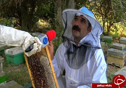 زنبور عسل
