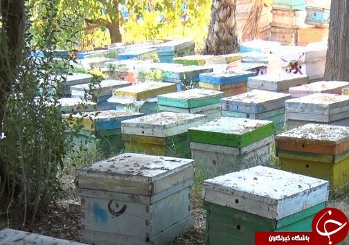 زنبور عسل