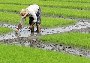 برداشت بیش از ۴ هزار تن برنج از شالیزار‌های ایذه