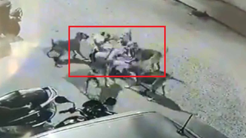 لحظه وحشتناک حمله سگ های ولگرد به مرد میانسال///