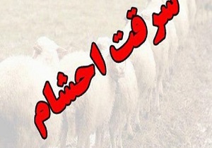 دستگیری سارق قطعات داخل خودرو در "برخوار/ انهدام باند سارقان احشام با ۳۰۰ راس دام سرقتی در"سمیرم