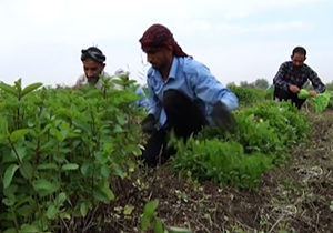 از کاشت سبزی خوردن در زمین&zwnj;های حمیدیه خوزستان تا برادرانی که جان خود را برای حفظ کیان ایران گذاشتند + فیلم