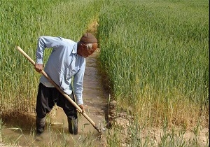 بازشدن چتر بیمه برای کشاورزان استان قزوین