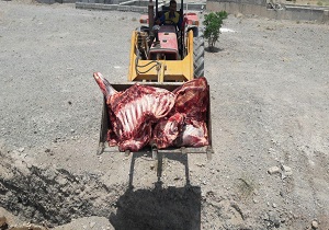 خارج شدن ۲۰۰ کیلوکرم گوشت از چرخه مصرف