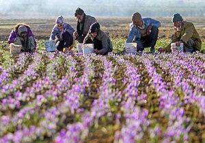 برداشت زعفران در شهرستان دامغان