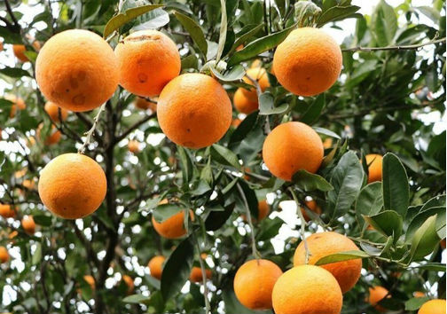 پرتقال دزد‌ها در دام پلیس