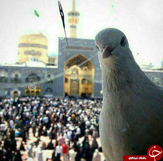 عروج از آسمان هشتم/ مرقد کدام مشاهر در همسایگی امام رضا(ع) قرار دارد؟