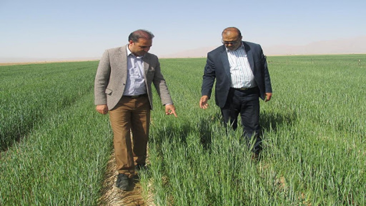 پایش مزارع در استان سمنان به‌صورت مستمر انجام می‌شود