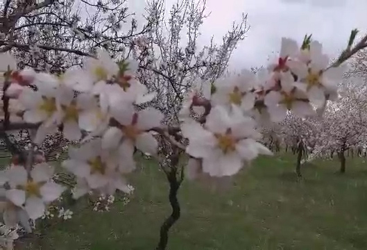 طبیعت دل انگیز روستای تکه در همدان + فیلم