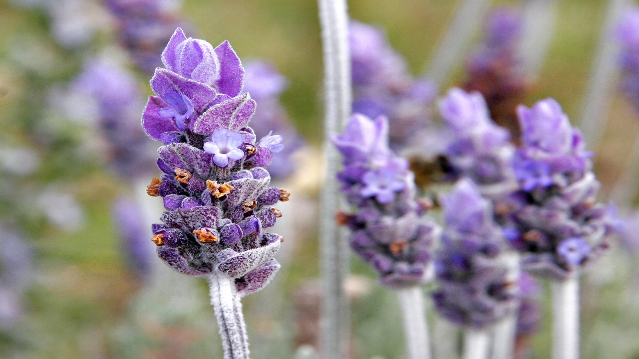 ۸ معجزه درمانی اسطوخودوس