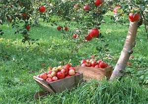 برنامه‌های تدوین شده برای توسعه باغات شهرستان کرمانشاه