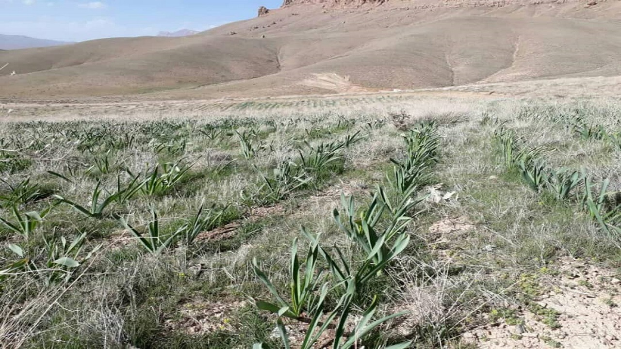 رونق تولید اقتصادی گیاهان دارویی در چهارمحال و بختیاری