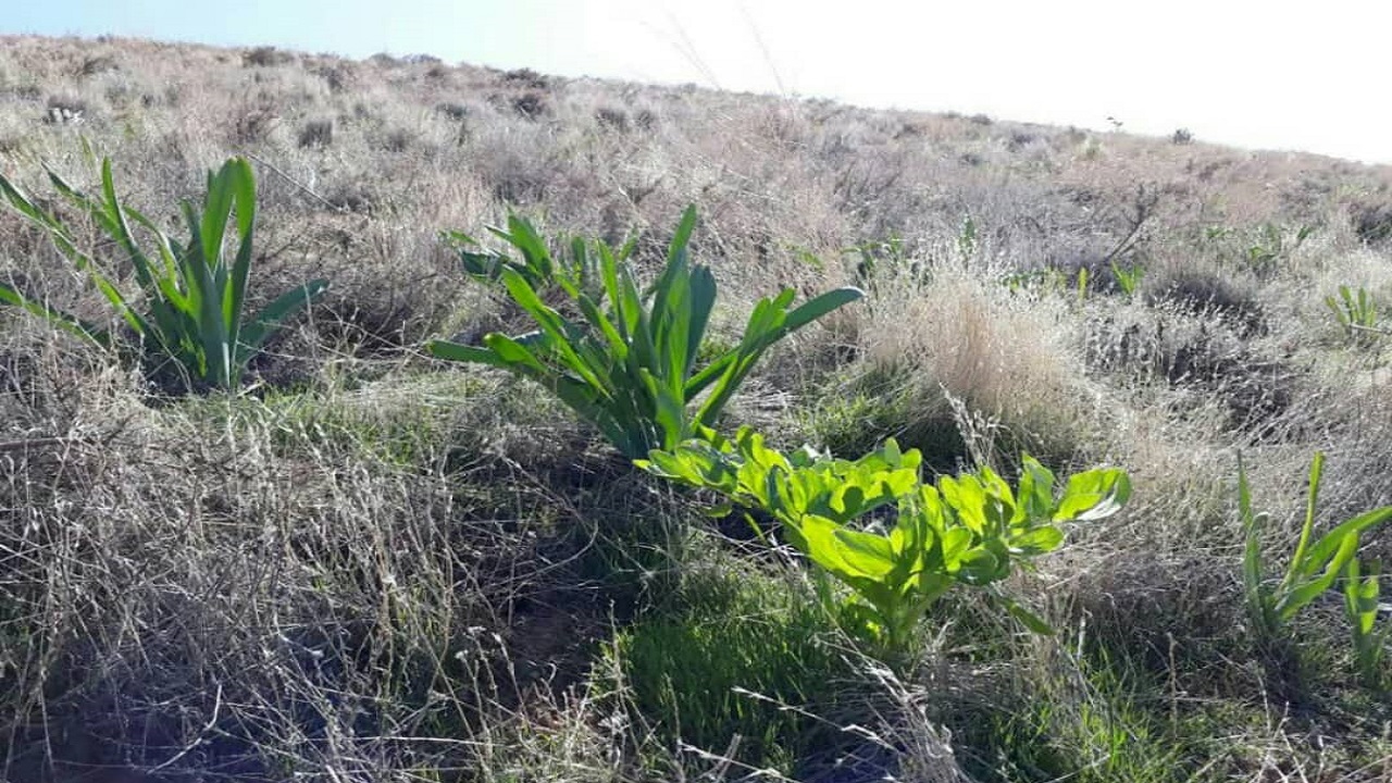 احیای گونه‌های کمیاب گیاهان دارویی در روستای دزک