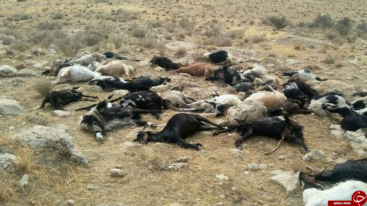 تلف شدن دام&zwnj;ها بر اثر سیلاب اخیر در شهرستان کازرون
