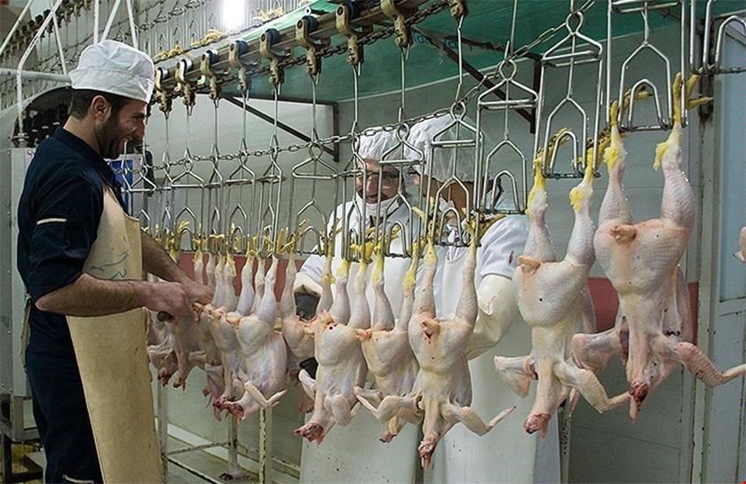 قیمت هر کیلو مرغ به ۱۰ هزار تومان رسید
