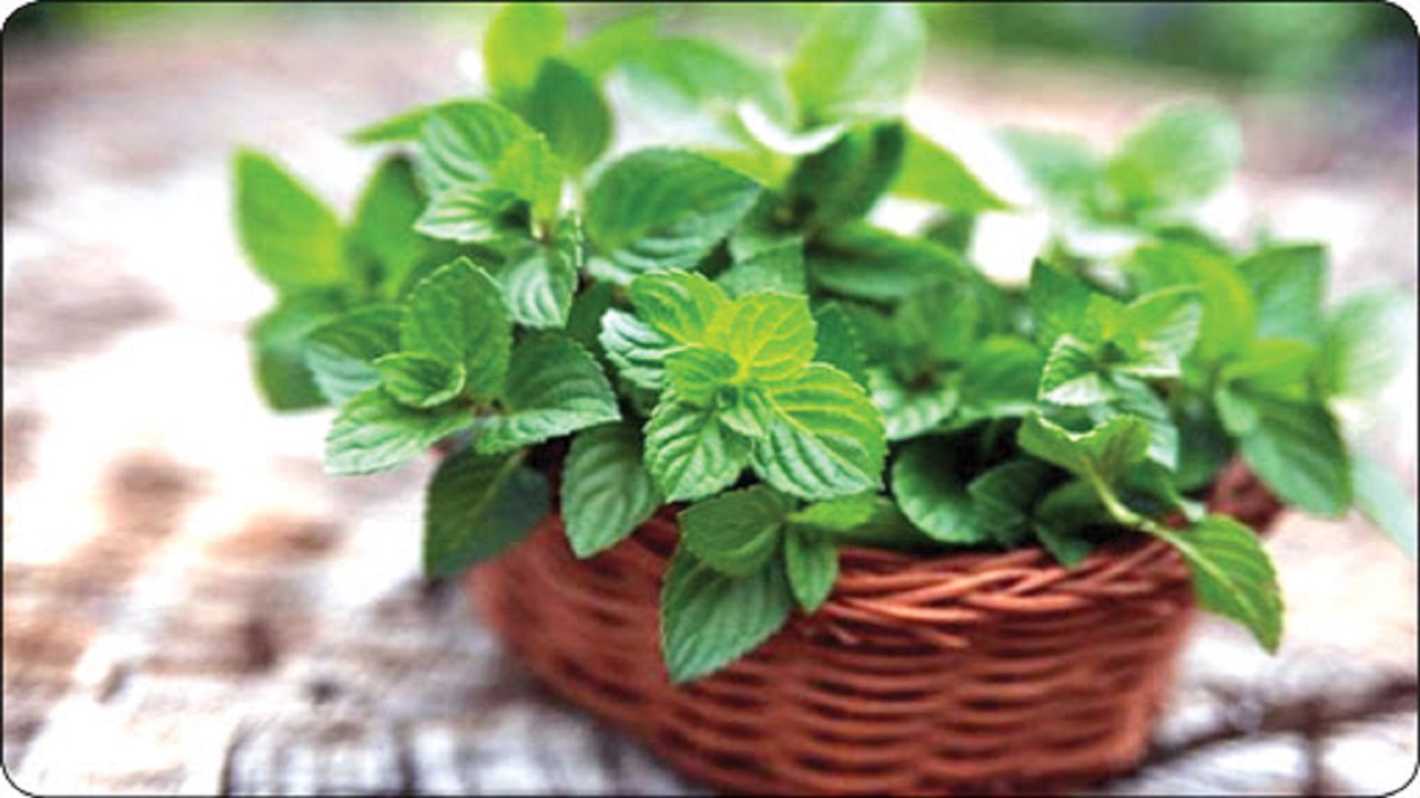 گیاه خوش عطری که دشمن سلامتی بانوان باردار است