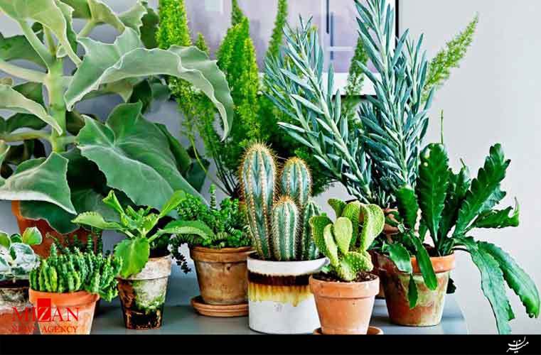 نگهداری انواع گیاهان آپارتمانی با راز و رمز&zwnj;های خاص