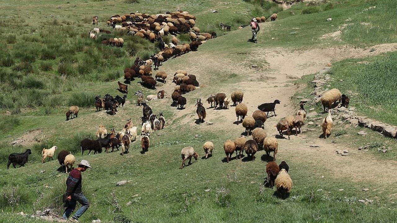 ابطال ۱۴۰ فقره پروانه چرا در چهارمحال و بختیاری