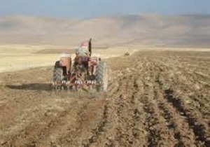 کشت بهاره در مزارع کردستان آغاز شد