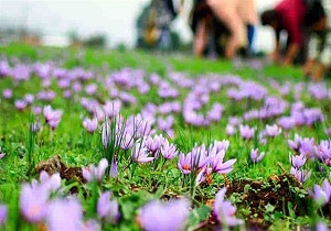 کشت ۱۰ هکتار زعفران در دلفان