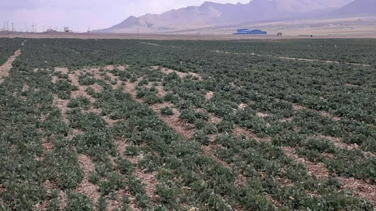 بازدید از مزارع کلزای شهرستان شهرکرد