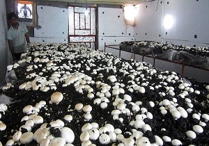 بازدید امام جمعه اندیکا از ۲ واحد تولیدی در این شهرستان
