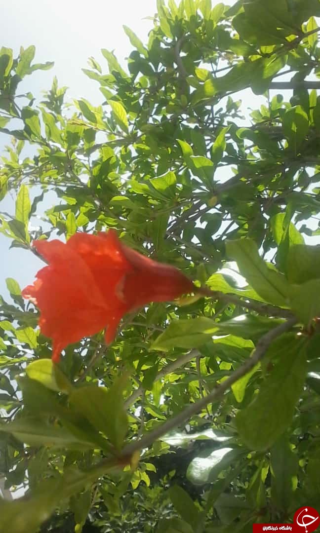 ابتکار جالب برخی شهروندان استان فارس در روز ۱۳ به در + تصاویر