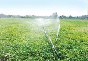 آغاز اجرای طرح مبارزه  با آفات در مزارع وباغات کردستان