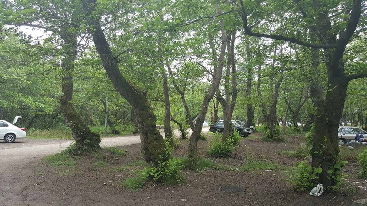 دستگیری عاملان ضرب و شتم ماموران یگان حفاظت جنگل‌های مازندران