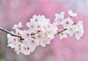 برگزاری جشنواره ادبی "بوی بهار می رسد" در لرستان