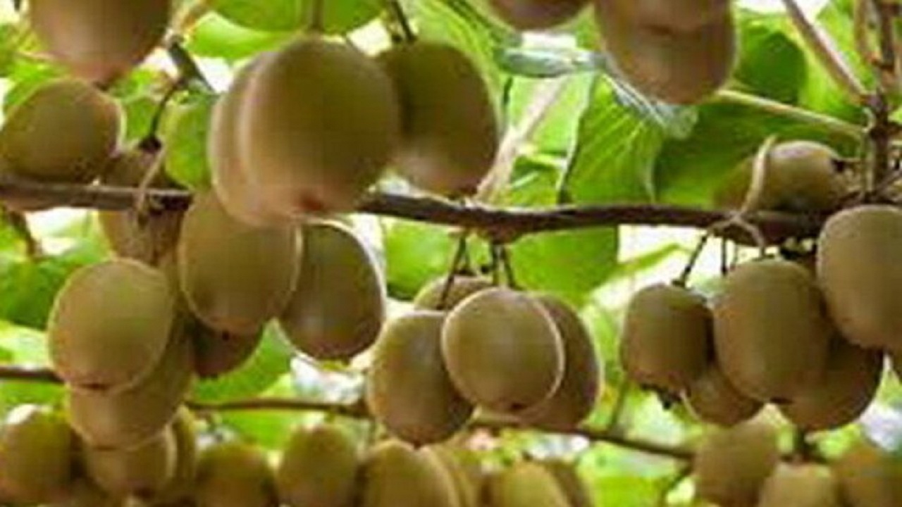 صادرات کیوی مازندران به ۷ کشور جهان