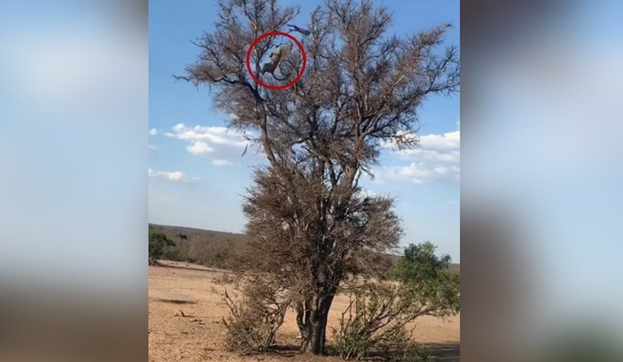 حرکت استثنایی پلنگ برای شکار میمون!