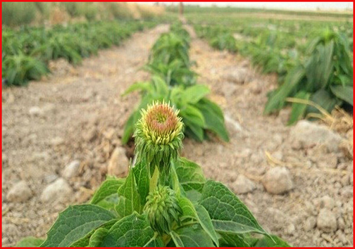 کهگیلویه و بویراحمد رویشگاه بزرگ گیاهان دارویی/ سینره برای جنگ با کرونا به پا خواست کهگیلویه و بویراحمد رویشگاه بزرگ گیاهان دارویی/ سینره برای جنگ با کرونا به پا خواست